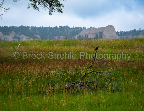 NE Birds Fort Robinson WM