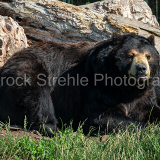 Resting-Bear-1-WM